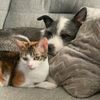 calliedogandrubycat