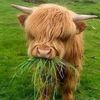 fluffycows_4life