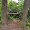 sasabbchicken