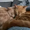 fredandgeorgecats