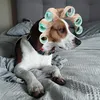 woodythewonderdogz