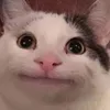 fleseruoykcufog