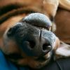 ethology1