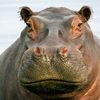 therealhippoptamus