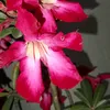 nindianas15