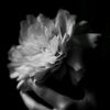 blvckpeony