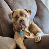 bigdogsmama