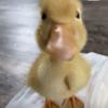 luv_the_duck