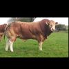 ravshan349