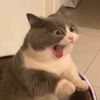 miaumiauwwwww