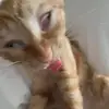 fhafa_a