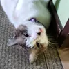 kittet_