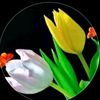 cinar024402