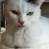alainsapien