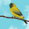 canary_passion