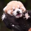red.panda.7774