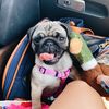 pugggpickles