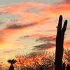 arizona85741