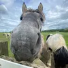 amelie_horsegirly