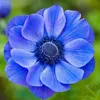 flowerblues13