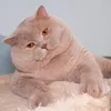 ihhkanda
