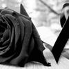 rosa.ef937