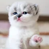 adorablekppl