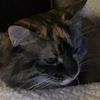 kittycatlover444653