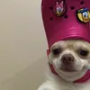cookielipp