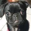 akira_pug1