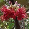 ragiel_mury