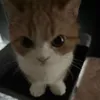 ilu_biubiu