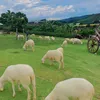 lamngyen4444
