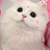 freyabelva11