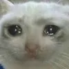 the.noob_cat