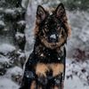 edit_dogs.cat