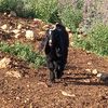 راعي الأصايل