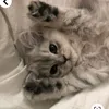 blinkvids_