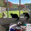 Meowville4