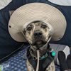 mentalpets