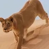 alharetwarieg