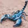 thescorpian2