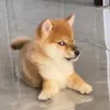 doglameo11