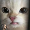 bee_00042