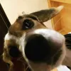 isjishy