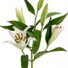 whitelilly7