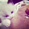 nnaww_zy