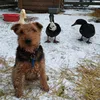 dags_and_ducks