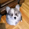 giudithecorgi