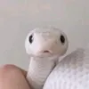rollsrollo